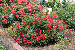 Red Drift Rose (Rosa 'Meigalpio') at Lakeshore Garden Centres