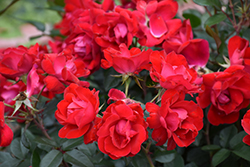 Kardinal Kolorscape Rose (Rosa 'KORsixkono') at Stonegate Gardens