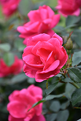 Kolorscape Flamingo Rose (Rosa 'KORhopiko') at A Very Successful Garden Center
