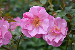 Lavender Meidiland Rose (Rosa 'Meibivers') at A Very Successful Garden Center