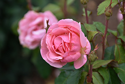 Peachy Keen Rose (Rosa 'Radgor') at Lakeshore Garden Centres