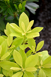 BananAppeal Anise (Illicium parviflorum 'PIIIP-I') at A Very Successful Garden Center