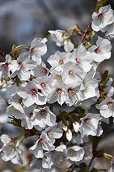 Umineko Flowering Cherry (Prunus 'Umineko') at Stonegate Gardens