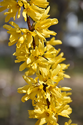 Lynwood Gold Forsythia (Forsythia x intermedia 'Lynwood Gold') at Lakeshore Garden Centres