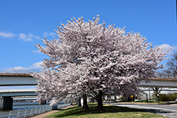 Akebono Yoshino Cherry (Prunus x yedoensis 'Akebono') at Stonegate Gardens