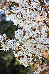 Princeton Snowcloud Sargent Cherry (Prunus sargentii 'Princeton Snowcloud') at A Very Successful Garden Center