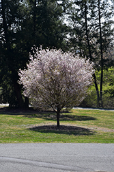 Autumnalis Higan Cherry (Prunus subhirtella 'Autumnalis') at A Very Successful Garden Center