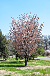 Princeton Snowcloud Sargent Cherry (Prunus sargentii 'Princeton Snowcloud') at Stonegate Gardens