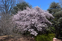 Sargent Cherry (Prunus sargentii) at A Very Successful Garden Center