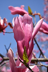 Spectrum Magnolia (Magnolia 'Spectrum') at A Very Successful Garden Center