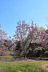 Spectrum Magnolia (Magnolia 'Spectrum') at Lakeshore Garden Centres
