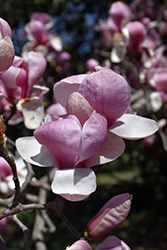 Sundew Saucer Magnolia (Magnolia x soulangeana 'Sundew') at Stonegate Gardens