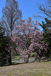 Sundew Saucer Magnolia (Magnolia x soulangeana 'Sundew') at A Very Successful Garden Center