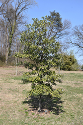 Green Bay Sweetbay Magnolia (Magnolia virginiana 'Green Bay') at Stonegate Gardens