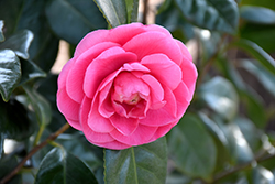 Jerry Hill Camellia (Camellia japonica 'Jerry Hill') at Stonegate Gardens
