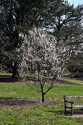 Seaside Almond (Prunus dulcis 'Seaside') at Stonegate Gardens