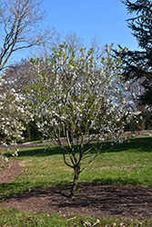 Nikita's Pride Almond (Prunus dulcis 'Nikita's Pride') at A Very Successful Garden Center