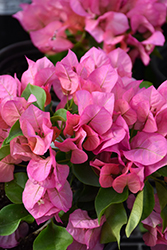 Vera Pink Bougainvillea (Bougainvillea 'Vera Pink') at Stonegate Gardens