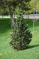 Formal Form Bristlecone Pine (Pinus aristata 'Formal Form') at Lakeshore Garden Centres