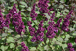 Virtual Violet Lilac (Syringa 'Bailbridget') at A Very Successful Garden Center