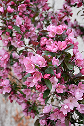 Gladiator Flowering Crab (Malus 'DurLeo') at A Very Successful Garden Center