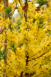 Gold Cluster Forsythia (Forsythia x intermedia 'Courtaneur') at The Mustard Seed