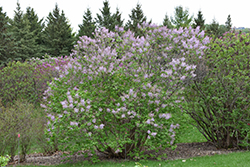 Cheyenne Korean Early Lilac (Syringa oblata 'Cheyenne') at A Very Successful Garden Center