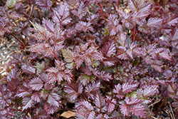 Delft Lace Astilbe (Astilbe 'Delft Lace') at A Very Successful Garden Center