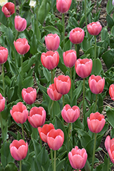 Mystic Van Eijk Tulip (Tulipa 'Mystic Van Eijk') at A Very Successful Garden Center