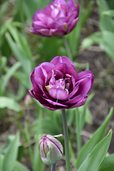 Blue Spectacle Tulip (Tulipa 'Blue Spectacle') at A Very Successful Garden Center