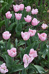 Rejoice Tulip (Tulipa 'Rejoice') at A Very Successful Garden Center