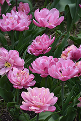 Pink Star Tulip (Tulipa 'Pink Star') at A Very Successful Garden Center