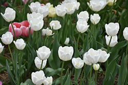 Gwen Tulip (Tulipa 'Gwen') at A Very Successful Garden Center