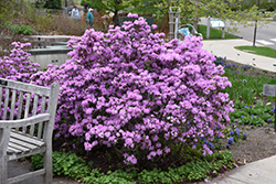 P.J.M. Rhododendron (Rhododendron 'P.J.M.') at Lakeshore Garden Centres