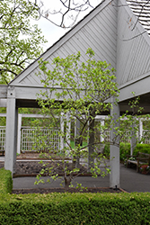 HomeFree Nannyberry Viburnum (Viburnum lentago 'HomeFree') at A Very Successful Garden Center
