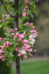 Marilee Flowering Crab (Malus 'Jarmin') at A Very Successful Garden Center