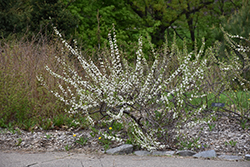 Sandcherry (Prunus pumila) at A Very Successful Garden Center
