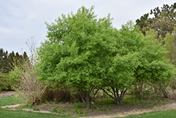 Prairie Radiance Winterberry Euonymus (Euonymus bungeanus 'Verona') at A Very Successful Garden Center