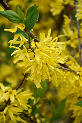 New Hampshire Gold Forsythia (Forsythia 'New Hampshire Gold') at A Very Successful Garden Center
