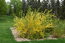 New Hampshire Gold Forsythia (Forsythia 'New Hampshire Gold') at A Very Successful Garden Center