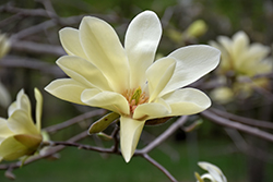 Gold Star Magnolia (Magnolia 'Gold Star') at Lakeshore Garden Centres