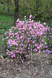 Weston's Pink Diamond Rhododendron (Rhododendron 'Weston's Pink Diamond') at A Very Successful Garden Center