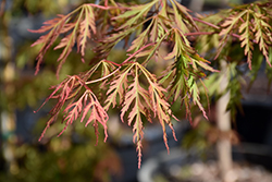 Ice Dragon Maple (Acer 'IsliD') at A Very Successful Garden Center