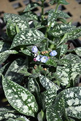 Twinkle Toes Lungwort (Pulmonaria 'Twinkle Toes') at Lakeshore Garden Centres