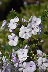 Fashionably Early Lavender Ice Garden Phlox (Phlox 'Fashionably Early Lavender Ice') at Lakeshore Garden Centres