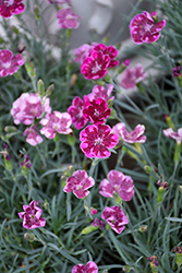 EverLast Lavender Lace Pinks (Dianthus 'EverLast Lavender Lace') at A Very Successful Garden Center