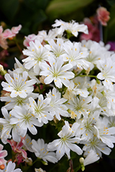 Elise Mixed Bitterroot (Lewisia cotyledon 'Elise') at A Very Successful Garden Center