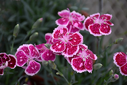 Fire And Ice Pinks (Dianthus 'Fire And Ice') at A Very Successful Garden Center