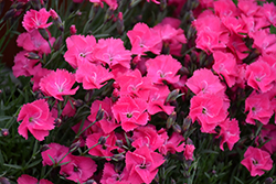Vivid Bright Light Pinks (Dianthus 'Uribest52') at Stonegate Gardens