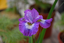 How Audacious Siberian Iris (Iris sibirica 'How Audacious') at A Very Successful Garden Center